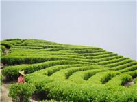 茶叶树图片（山茶树图片）